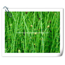 Manufacturer Natural Meadow Pine/Equisetum Arvense Extract Powder